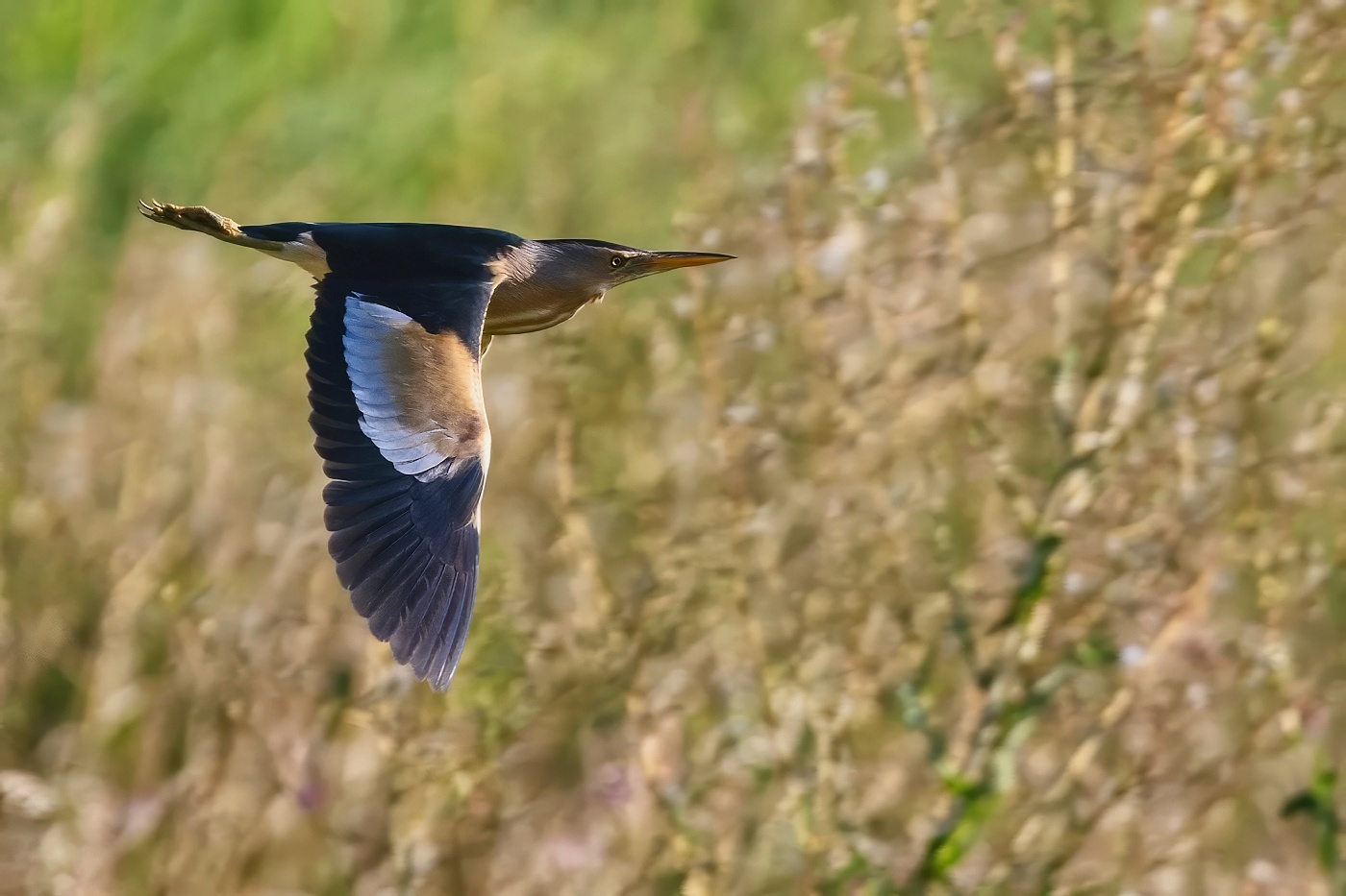 Bukáček malý  ( Ixobrychus minutus )