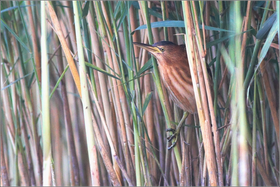 Bukáček malý ( Ixobrychus minutus )