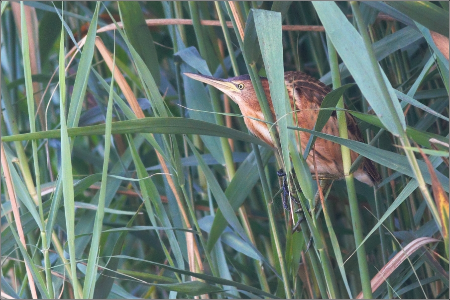 Bukáček malý ( Ixobrychus minutus )