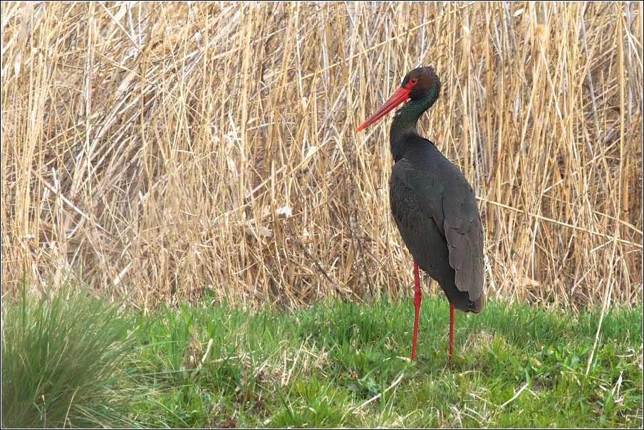 Čáp černý  (  Cicobia nigra )