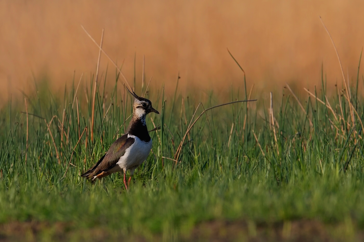 Čejka chocholatá  ( Vanellus vanellus )