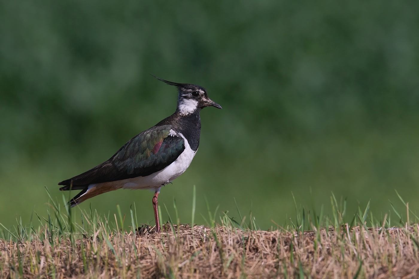 Čejka chocholatá  ( Vanellus vanellus )