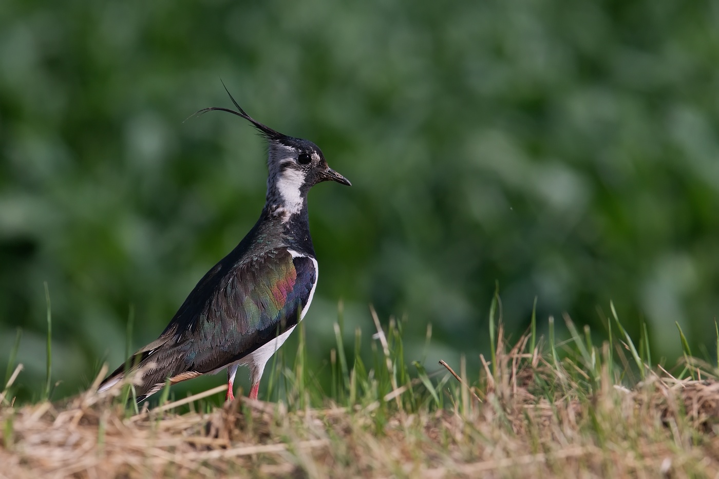 Čejka chocholatá  ( Vanellus vanellus )