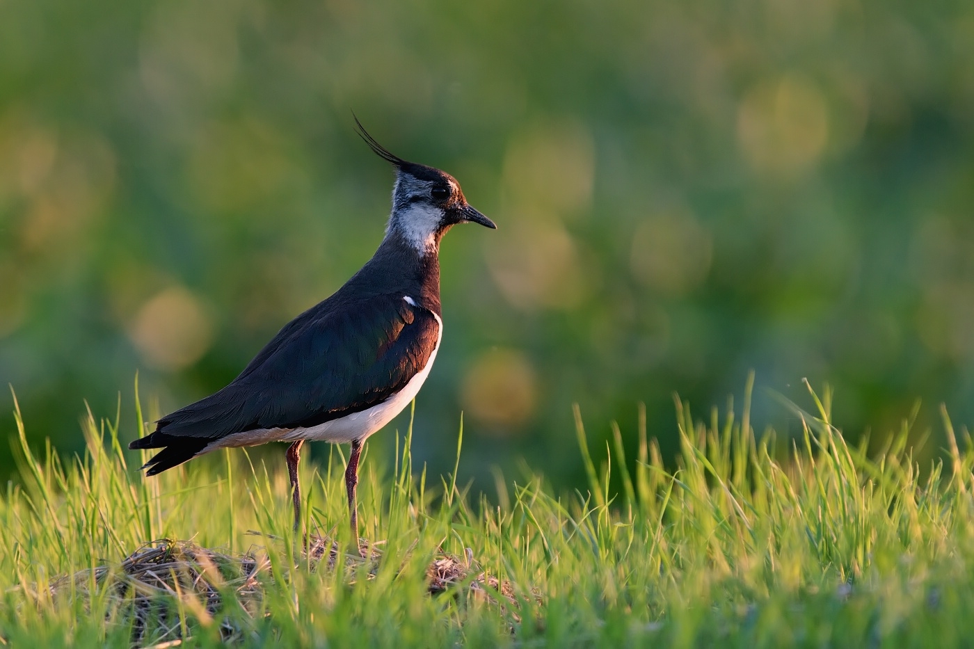 Čejka chocholatá  ( Vanellus vanellus )