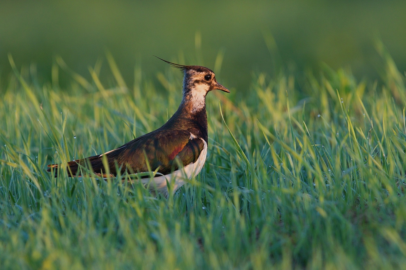 Čejka chocholatá  ( Vanellus vanellus )