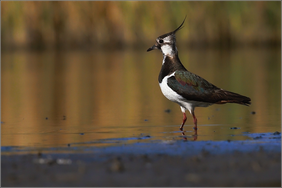 Čejka chocholatá  (Vanellus vanellus )