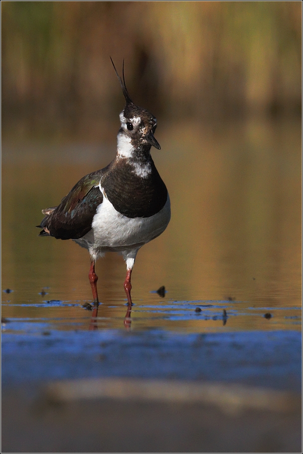 Čejka chocholatá  (Vanellus vanellus )