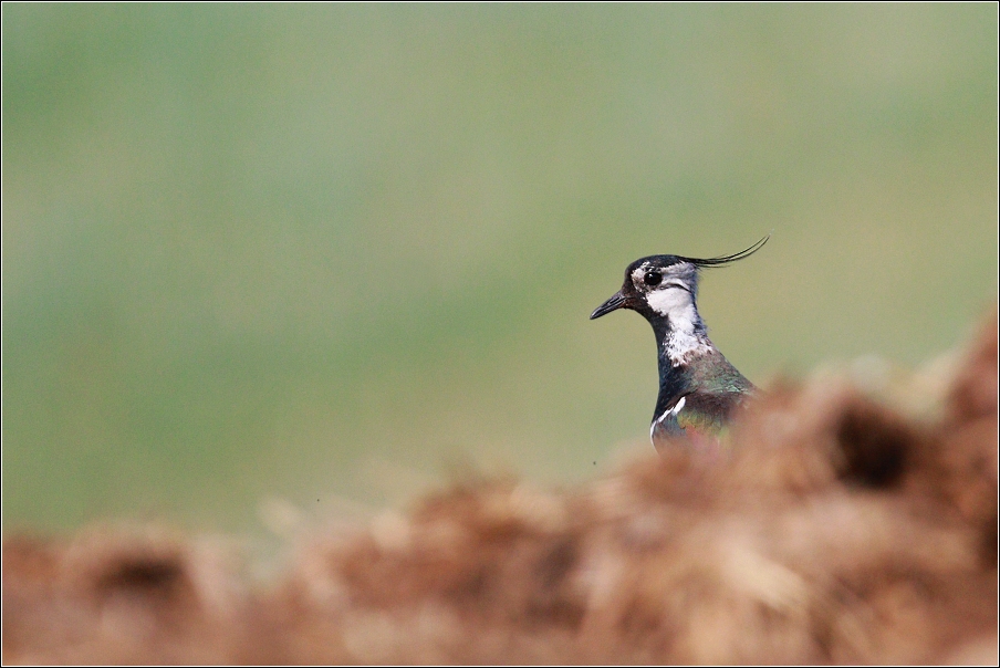 Čejka chocholatá  (Vanellus vanellus )