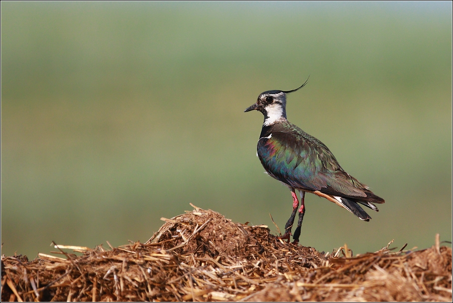 Čejka chocholatá  (Vanellus vanellus )