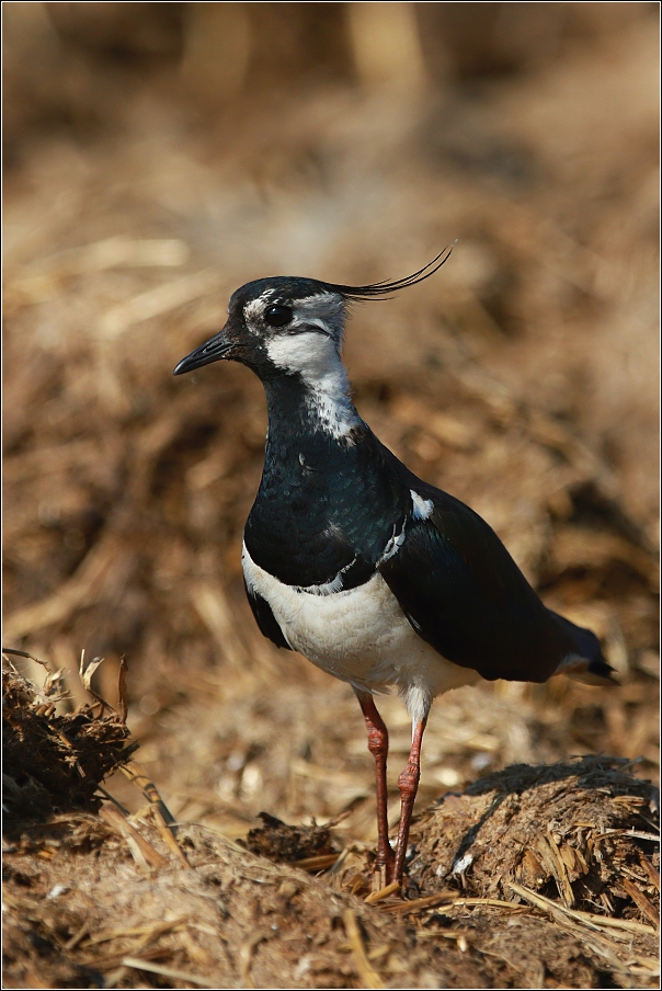 Čejka chocholatá  (Vanellus vanellus )