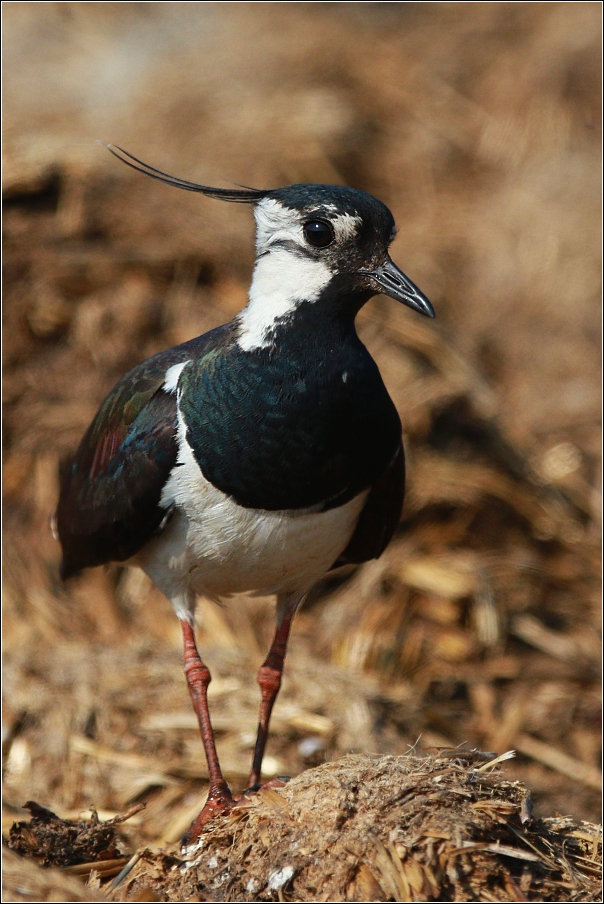 Čejka chocholatá  (Vanellus vanellus )