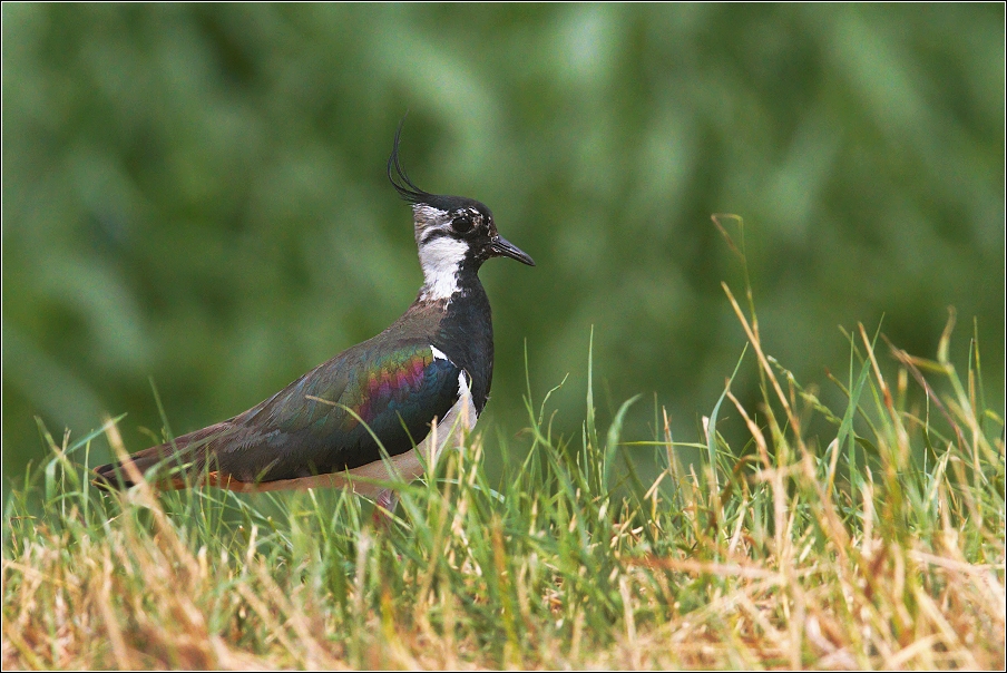 Čejka chocholatá  (Vanellus vanellus )