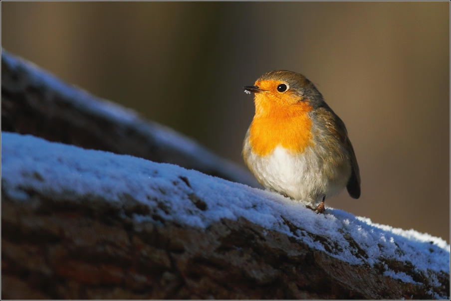 Červenka obecná ( Erithacus rubecula )