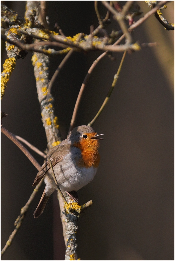 Červenka obecná  ( Erithacus rubecula )