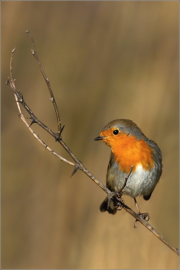 Červenka obecná  ( Erithacus rubecula )