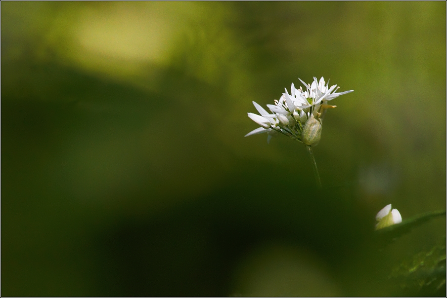 Česnek medvědí ( Allium ursinum )