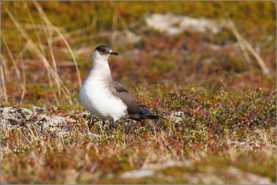 Chaluha příživná  ( Stercorarius parasiticus )