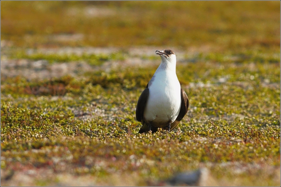 Chaluha příživná  ( Stercorarius parasiticus )