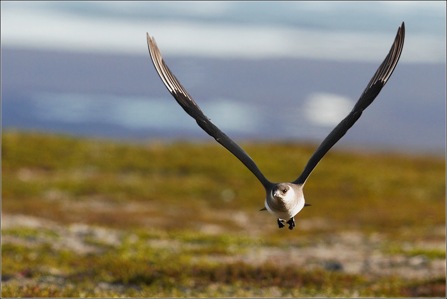 Chaluha příživná  ( Stercorarius parasiticus )