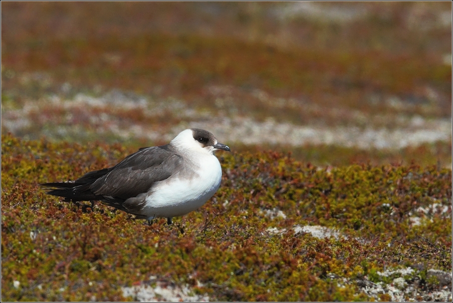 Chaluha příživná  ( Stercorarius parasiticus )