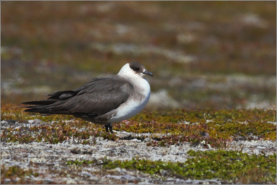 Chaluha příživná  ( Stercorarius parasiticus )