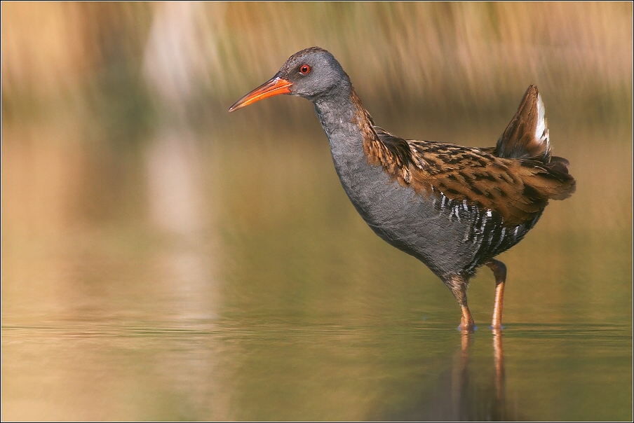 Chřástal vodní ( Rallus aquaticus )