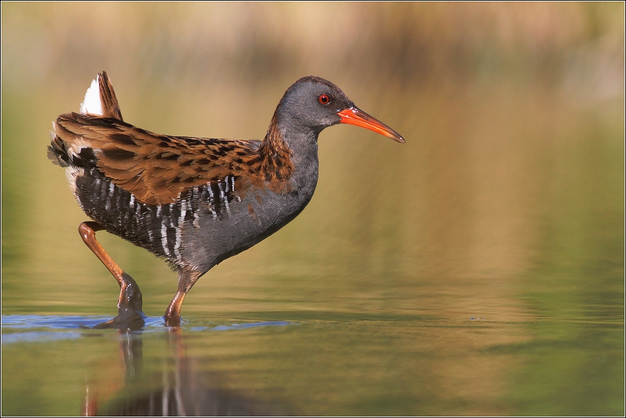 Chřástal vodní ( Rallus aquaticus )