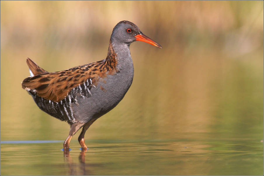 Chřástal vodní ( Rallus aquaticus )