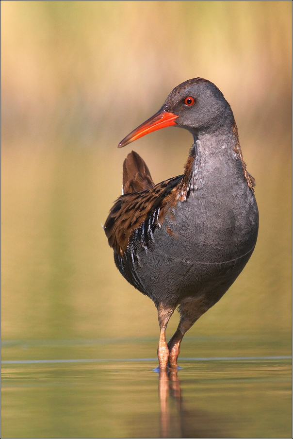 Chřástal vodní ( Rallus aquaticus )