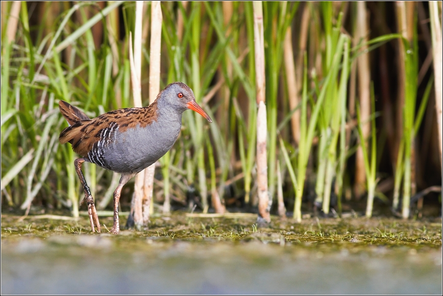 Chřástal vodní ( Rallus aquaticus )