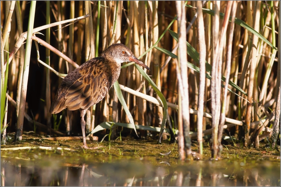 Chřástal vodní ( Rallus aquaticus )