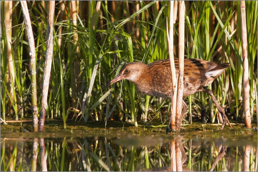 Chřástal vodní ( Rallus aquaticus )