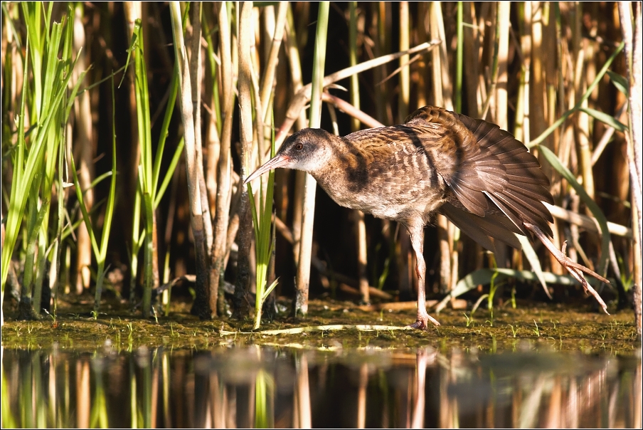 Chřástal vodní ( Rallus aquaticus )