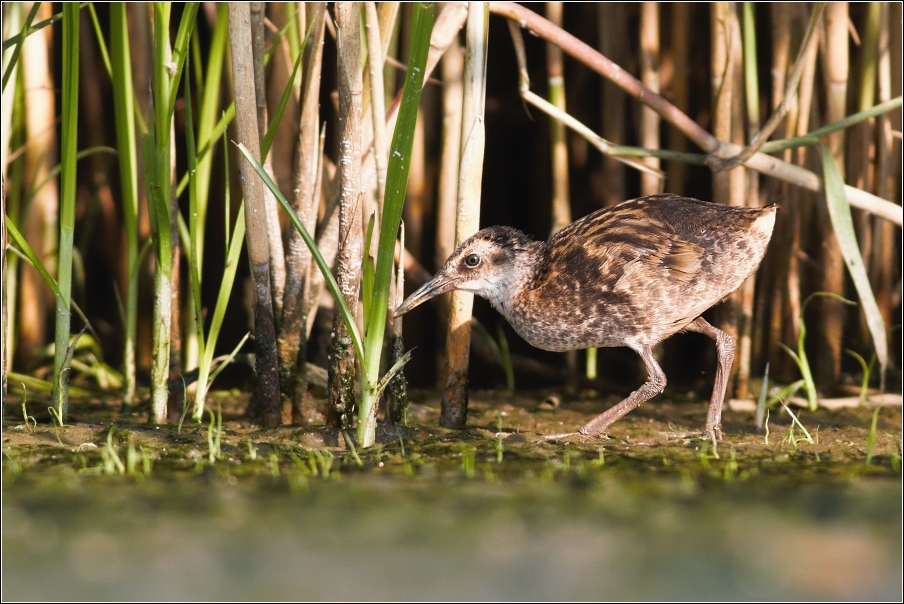 Chřástal vodní ( Rallus aquaticus )