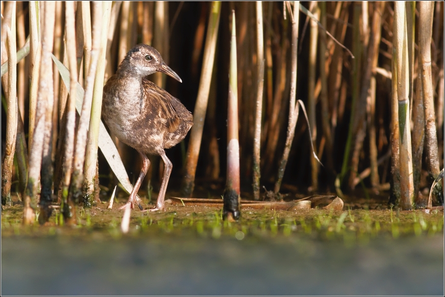 Chřástal vodní ( Rallus aquaticus )