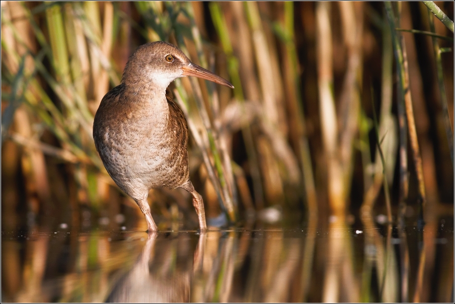 Chřástal vodní ( Rallus aquaticus )