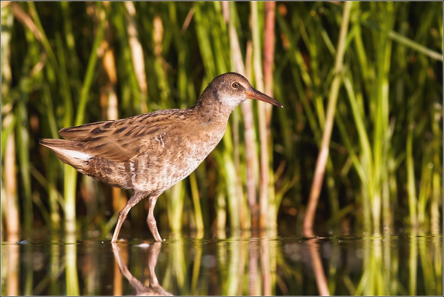 Chřástal vodní ( Rallus aquaticus )