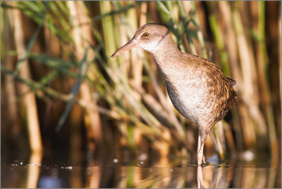 Chřástal vodní ( Rallus aquaticus )