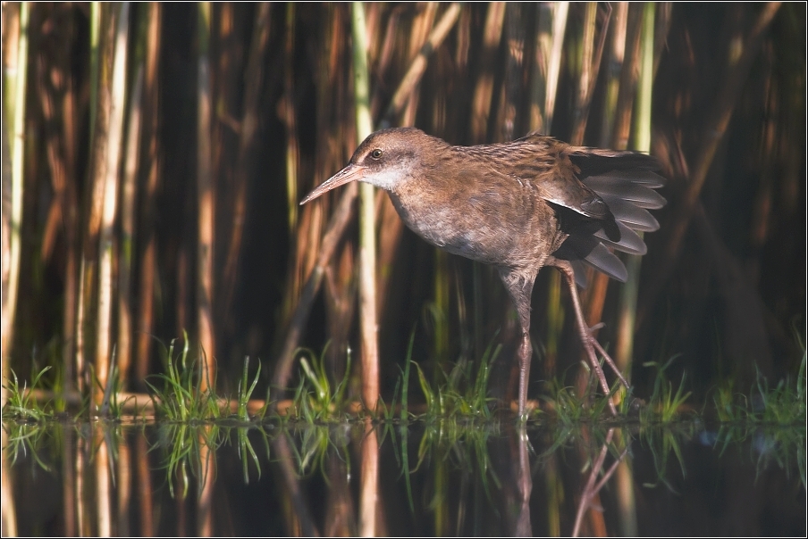 Chřástal vodní ( Rallus aquaticus )