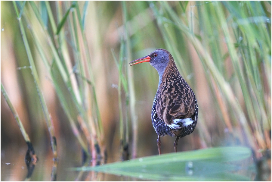 Chřástal vodní ( Rallus aquaticus )