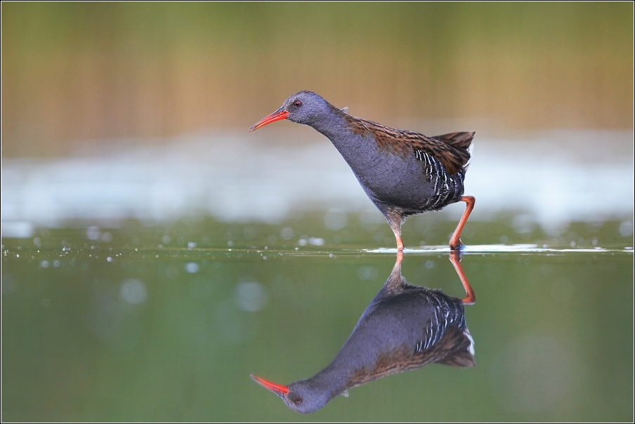 Chřástal vodní ( Rallus aquaticus )