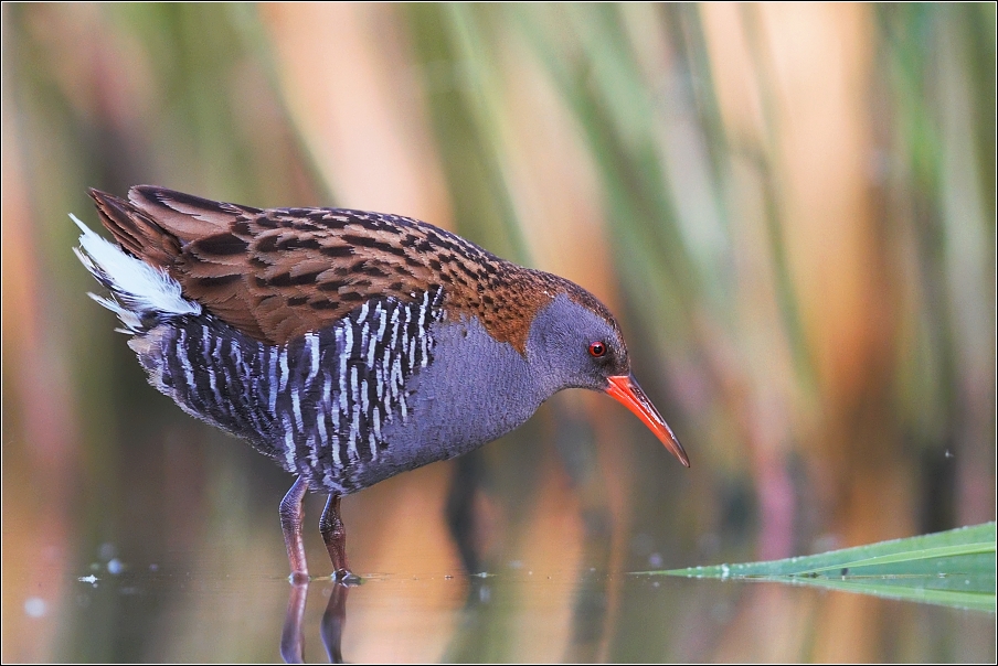 Chřástal vodní ( Rallus aquaticus )