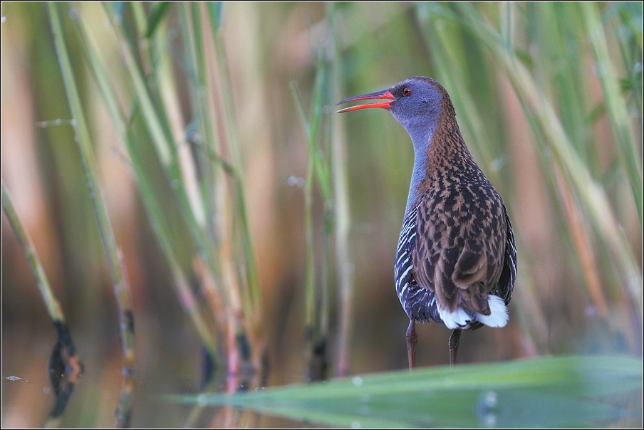 Chřástal vodní ( Rallus aquaticus )