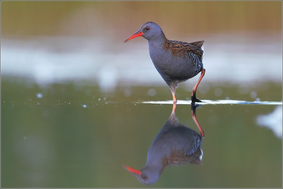 Chřástal vodní ( Rallus aquaticus )