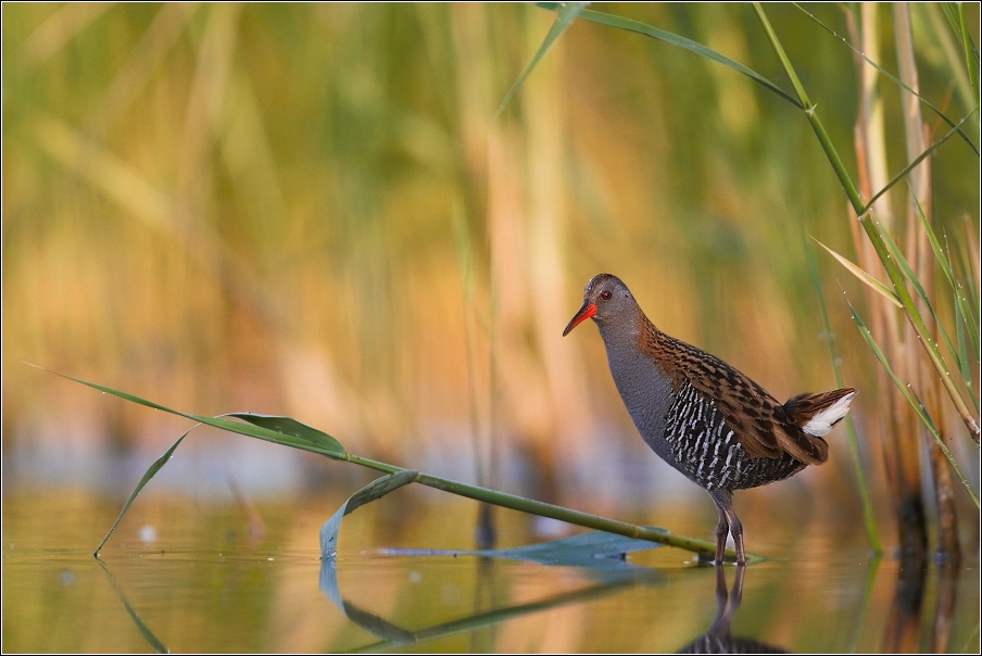 Chřástal vodní ( Rallus aquaticus )