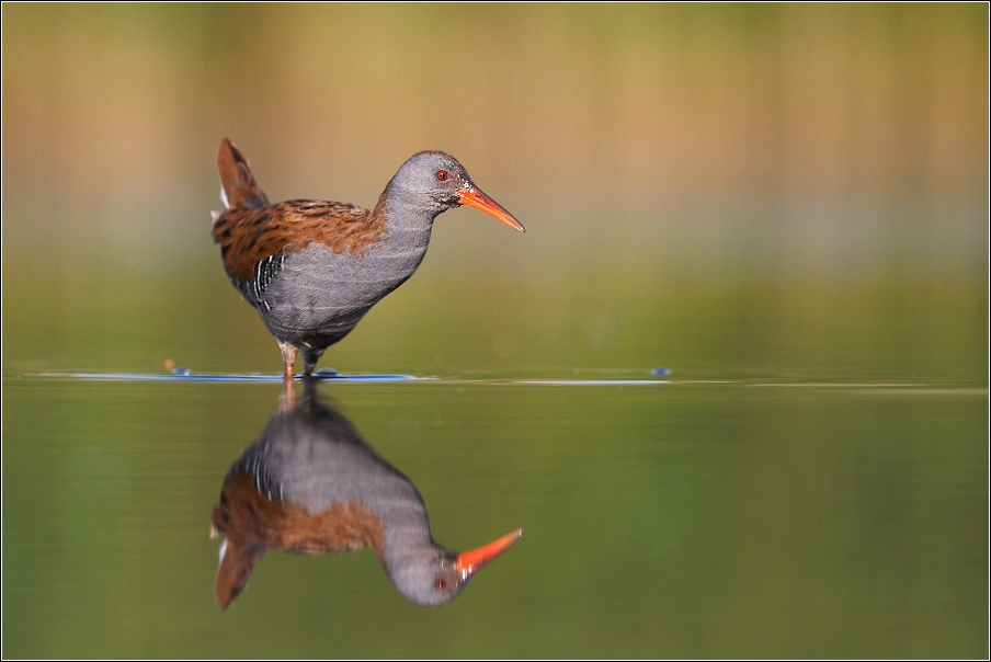 Chřástal vodní ( Rallus aquaticus )