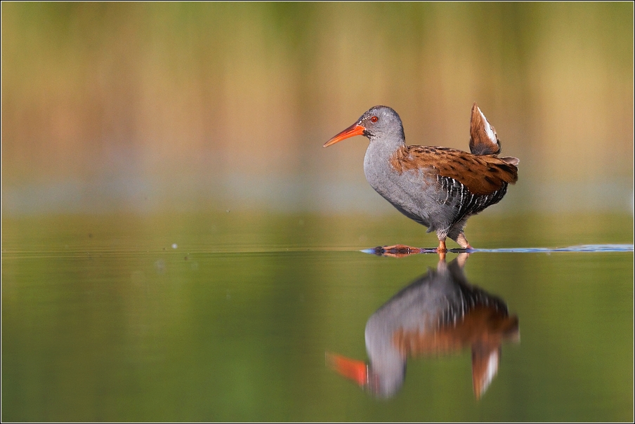 Chřástal vodní ( Rallus aquaticus )