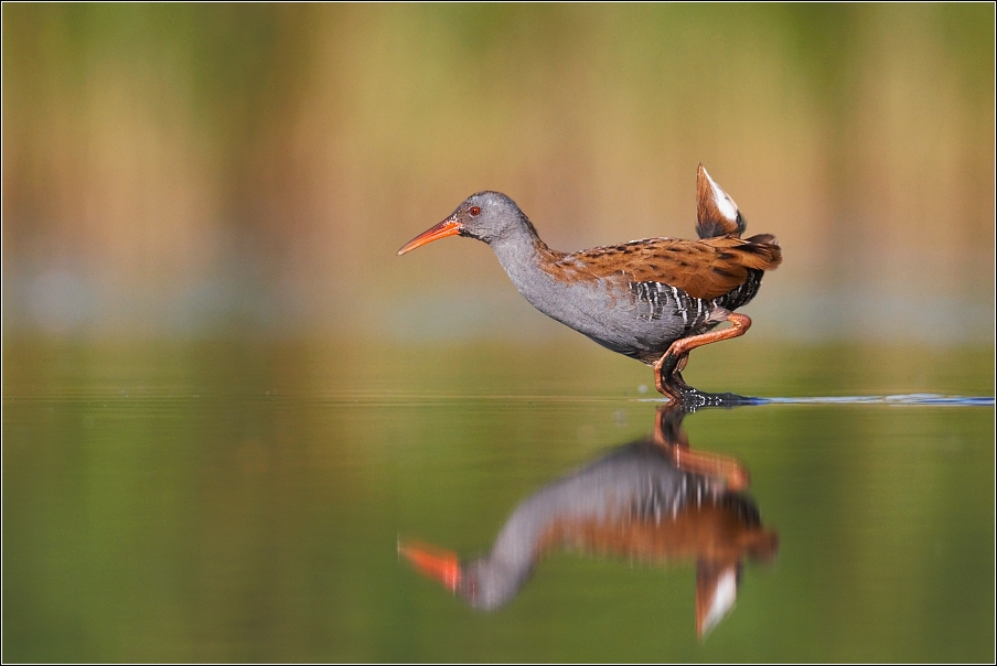 Chřástal vodní ( Rallus aquaticus )