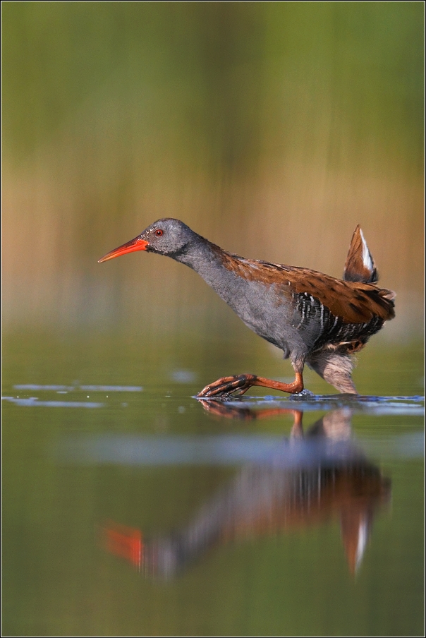 Chřástal vodní ( Rallus aquaticus )