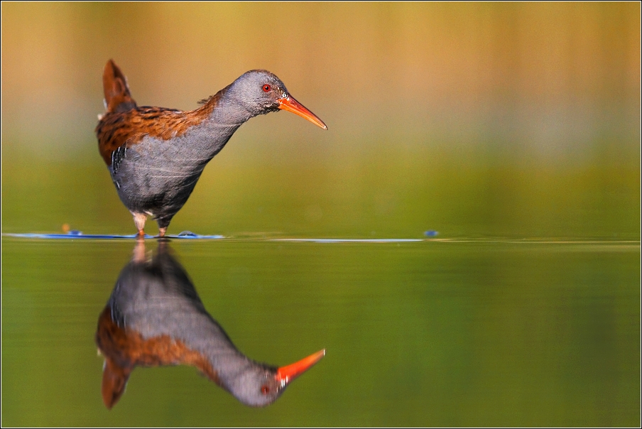 Chřástal vodní ( Rallus aquaticus )